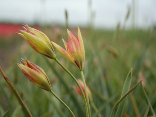 Tulipa orphanidea 'Flava'Balkantulp bestellen